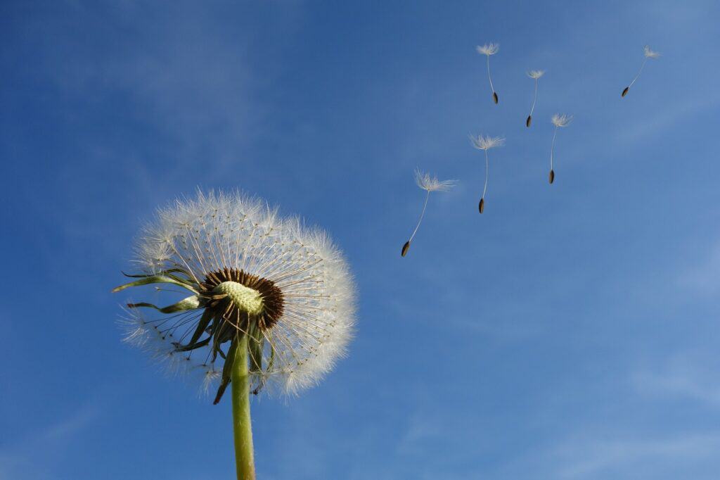 Image looking up at a seeded dandelion with individual seeds blowing away into a blue sky.